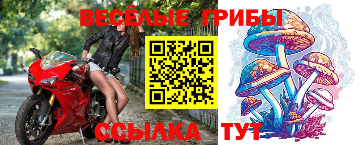 Псилоцибиновые грибы Psilocybe Киреевск